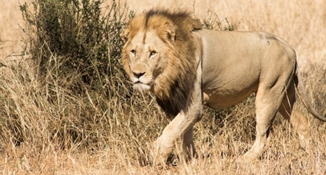 Nạn săn trộm đe dọa sư tử châu Phi
