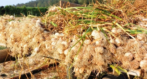 Công bố đường dây nóng, bảo vệ thương hiệu tỏi Lý Sơn