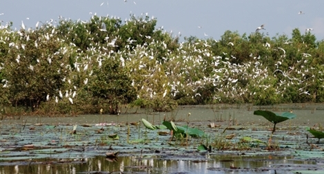 Trà Sư – Vẻ đẹp bốn mùa