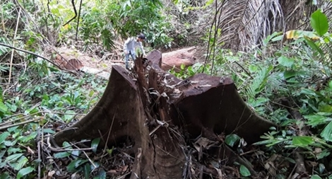 Rừng tự nhiên Cà Dy bị tàn phá trong thời gian dài