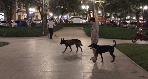 Chuyện không vui về nuôi chó