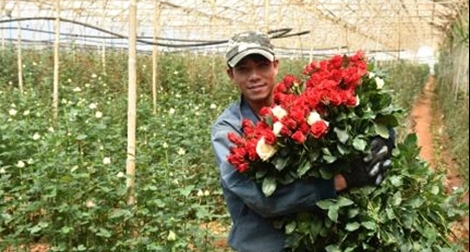 Chuyện khởi nghiệp của đôi bạn trẻ dưới chân núi Langbiang