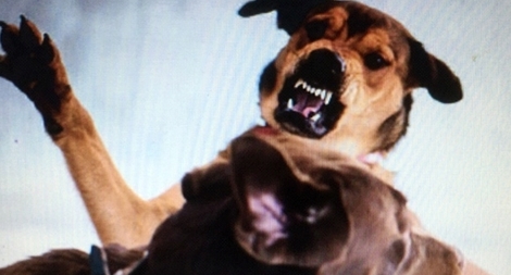 Phòng ngừa "thú cưng" cắn người