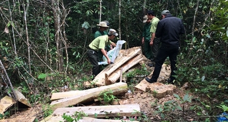 Những cánh rừng pơ mu quý hiếm đang bị tận diệt