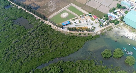 Người dân tự giác trồng lại rừng ngập mặn để giữ làng