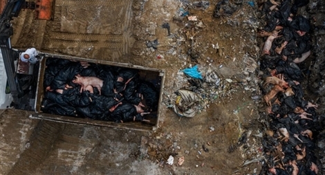 Dịch tả lợn châu Phi diễn biến phức tạp ở nhiều nước châu Á