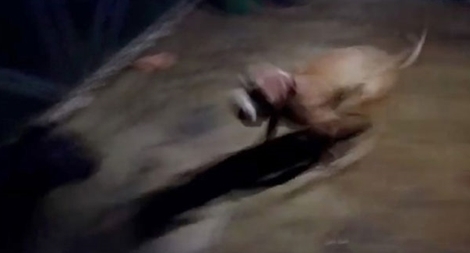 Bên trong thế giới ngầm tổ chức chọi chó ăn tiền