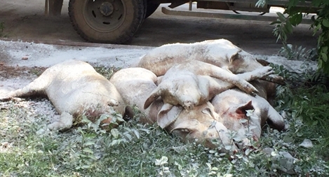 Phải xử lý nghiêm việc giết mổ gia súc trái phép