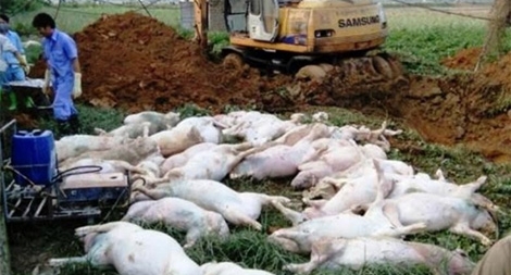 Hà Nội: 19% tổng đàn lợn bị tiêu hủy vì dịch tả lợn châu Phi