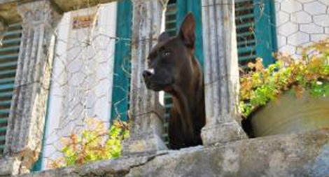 Phạt nặng việc nhốt chó trên ban công