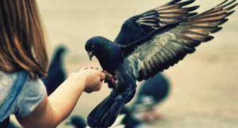 Phạt nặng việc cho bồ câu ăn nơi công cộng