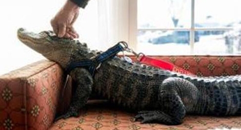 Nga: Cấm nuôi thú hoang tại gia