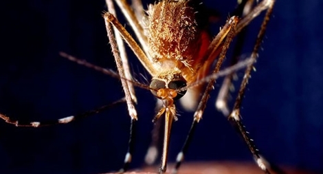 Sử dụng mô hình khí hậu để dự báo dịch bệnh do muỗi