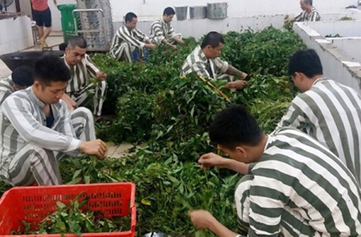 Phạm nhân được tham gia BHXH tự nguyện