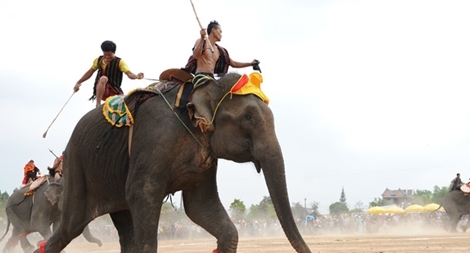 Đàn voi nhà ở Tây Nguyên cần được giải cứu