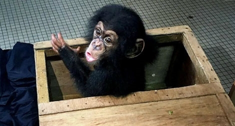 Tây Phi bóc gỡ đường dây buôn lậu tinh tinh