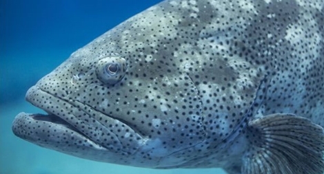 Dùng cá, tôm làm gián điệp