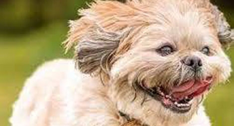 Chú chó triệu đô