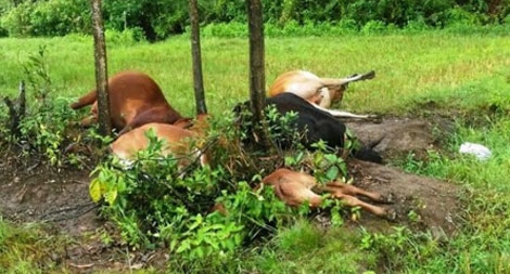 Sét đánh chết 10 con bò thả trong rừng