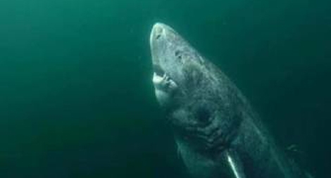 Con cá mập nhiều tuổi nhất