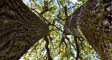 Dẫu quê kệch tiếng