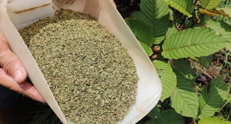 “Thần dược” kratom khiến cả thế giới lo ngại