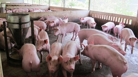 Xử lý dứt điểm các ổ dịch lở mồm long móng