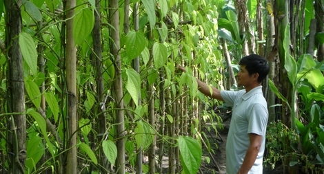 Huyền thoại 18 thôn vườn trầu