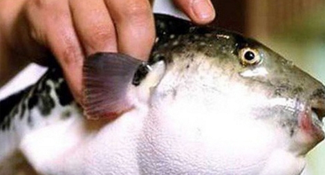 Ăn cá nóc, 6 người dân bị ngộ độc