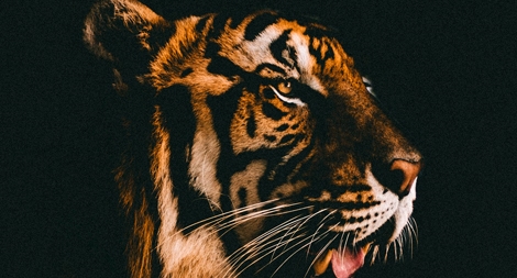 Nguy cơ tuyệt chủng thú hoang vì thị trường đông dược