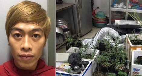 Thuê nhà để ở và... "trồng" cần sa