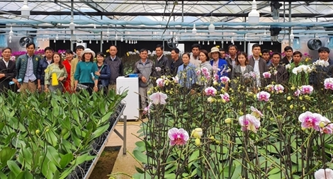 Nông dân Quảng Trị được mùa hoa Tết