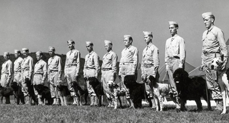 Chó nghiệp vụ trong tác chiến quân sự hiện đại