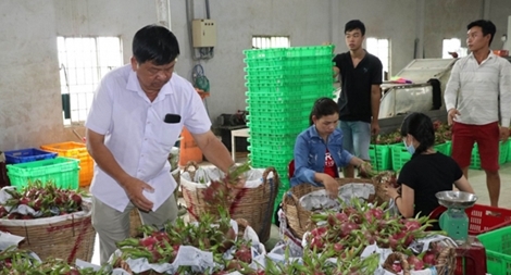 Long An tìm cách “giải cứu”gần 30.000 tấn thanh long