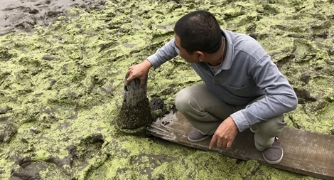 Khai quật bãi cọc mới phát lộ nghi liên quan đến chiến thắng Bạch Đằng