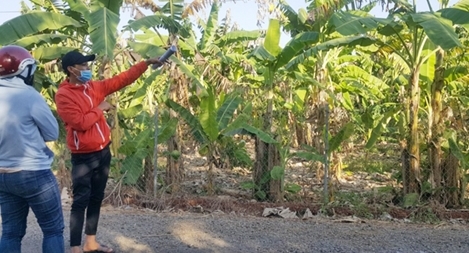 Cơn sốt ảo đi qua, nỗi lo thật ở lại