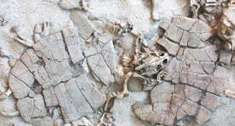 Hóa thạch rùa khổng lồ