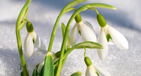 Phạt nặng việc hái hoa quý