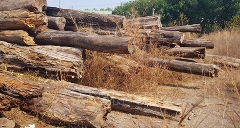 Hàng ngàn mét khối gỗ để mục nát ở Bình Phước