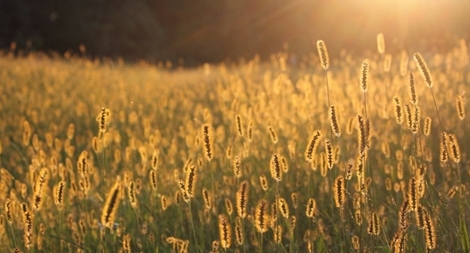 Dưới chân ngày cỏ xót xa đưa....