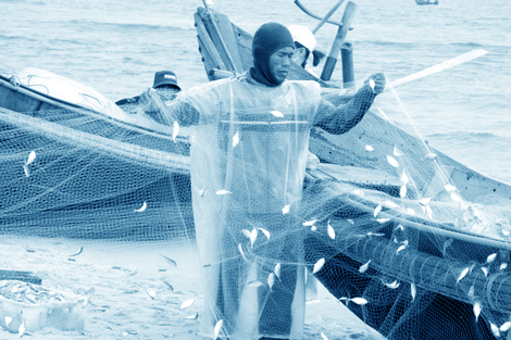 Ngư dân Quảng Trị được mùa cá trích