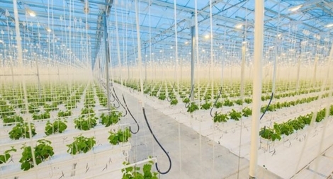 Nông nghiệp chính xác thời 4.0