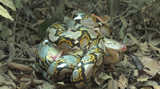 Thả trăn quý hiếm về rừng