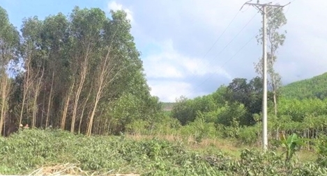 Kiên quyết ngăn chặn nạn phá rừng, săn bắt động vật hoang dã