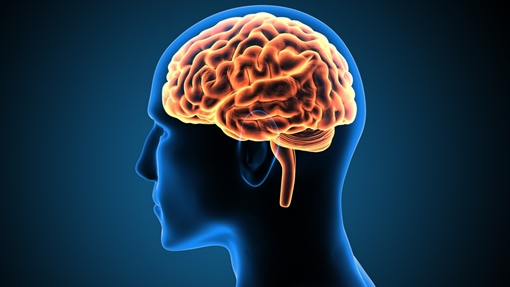 Khoa học nghiên cứu bí ẩn não con người