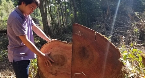 Lợi dụng thi công đường dây 500kV để phá rừng