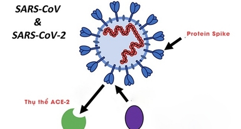 Thách thức âm tính giả trong xét nghiệm SARS-CoV-2