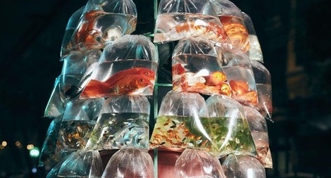 “Người bán cá cảnh rong” chụp ở Việt Nam giành giải nhất ảnh Mỹ