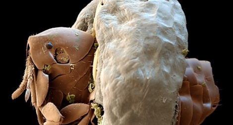 Thí nghiệm với chính... cơ thể