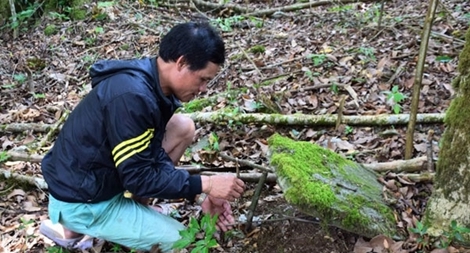 Người dân làm bẫy bảo vệ “quốc bảo” sâm Việt Nam